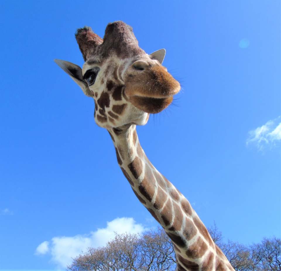 Giraffe at Yorkshire Wildlife Park