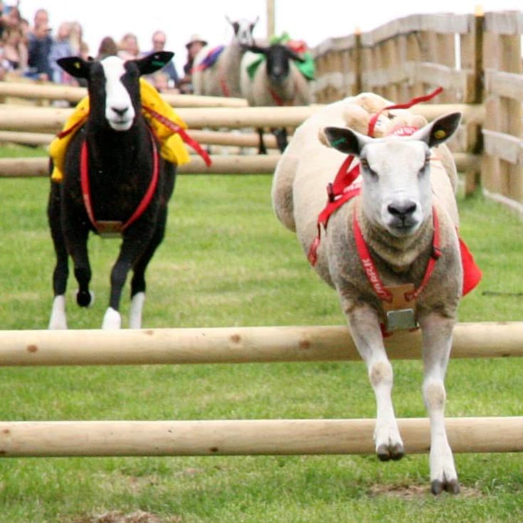 cannon hall farm sheep racing days out with kids